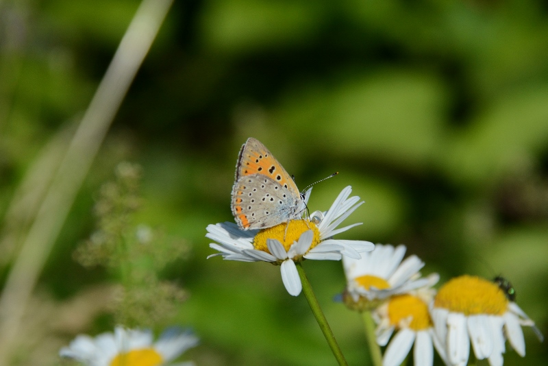 Lycaena alciphron? S